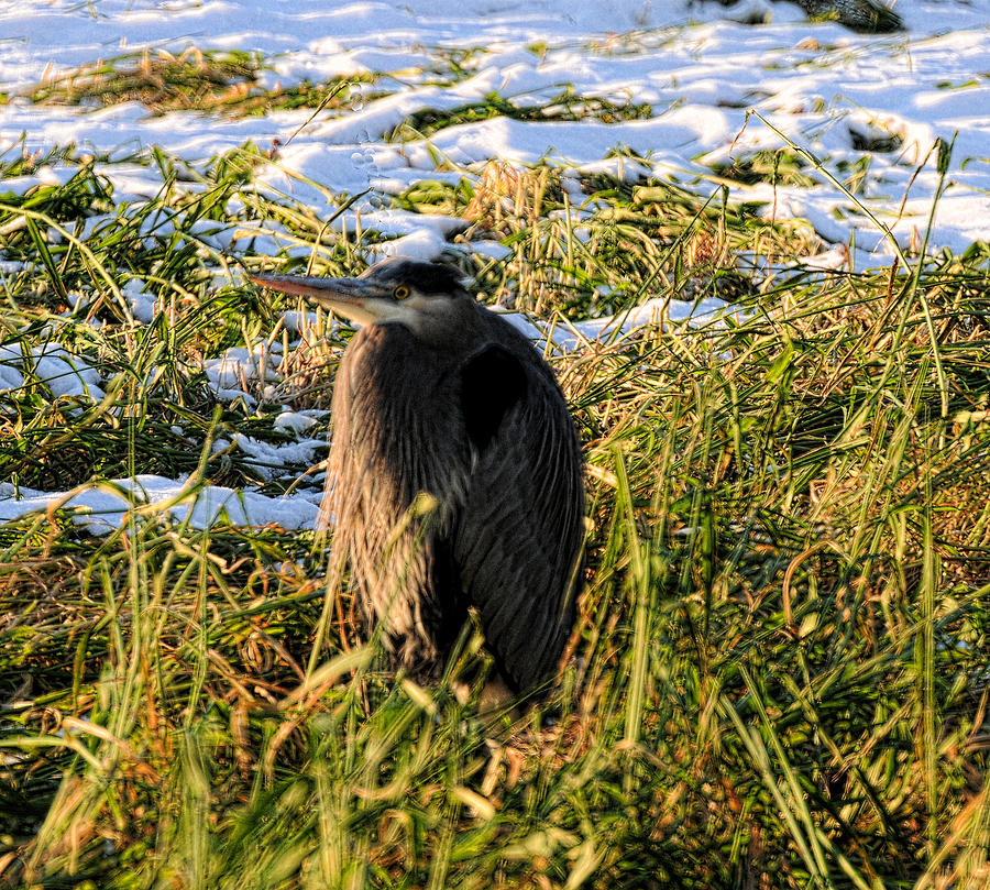 Great Blue Heron At Reifel Photograph by Lawrence Christopher