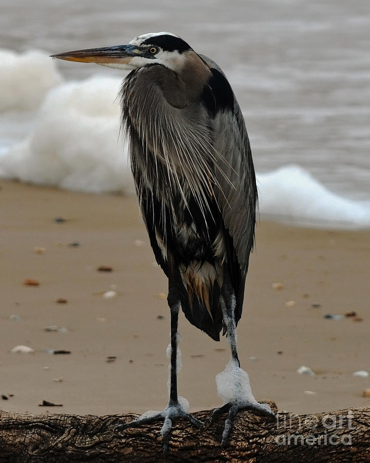 Great Blue Heron at Sargent Beach Photograph by Jimmie Bartlett