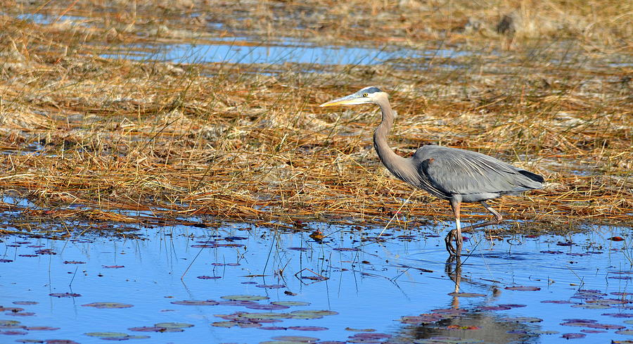 Great Blue Heron at St. Marks Photograph by Carla Parris