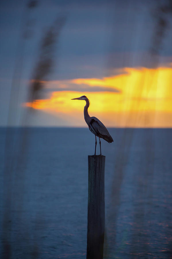 Great Blue Heron At Sunrise Photograph