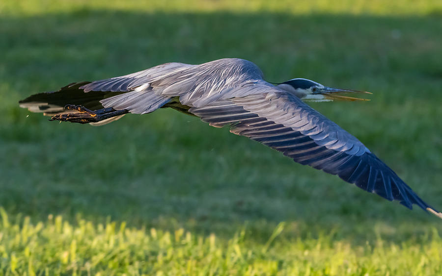 Great Blue Heron at Sunrise Photograph by Marc Crumpler