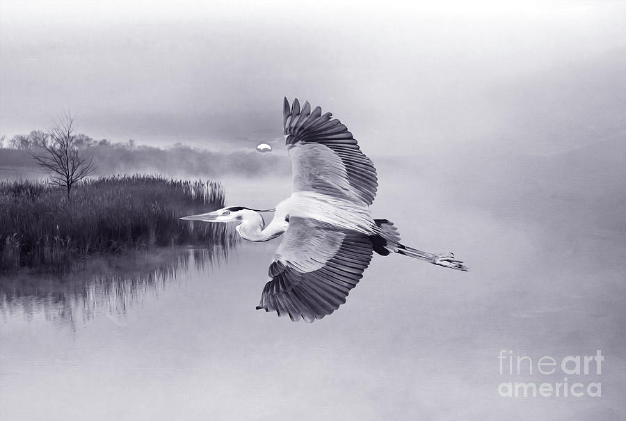 Heron Photograph - Great Blue Heron at Sunset BW  by Laura D Young