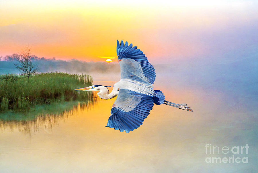 Heron Photograph - Great Blue Heron at Sunset by Laura D Young