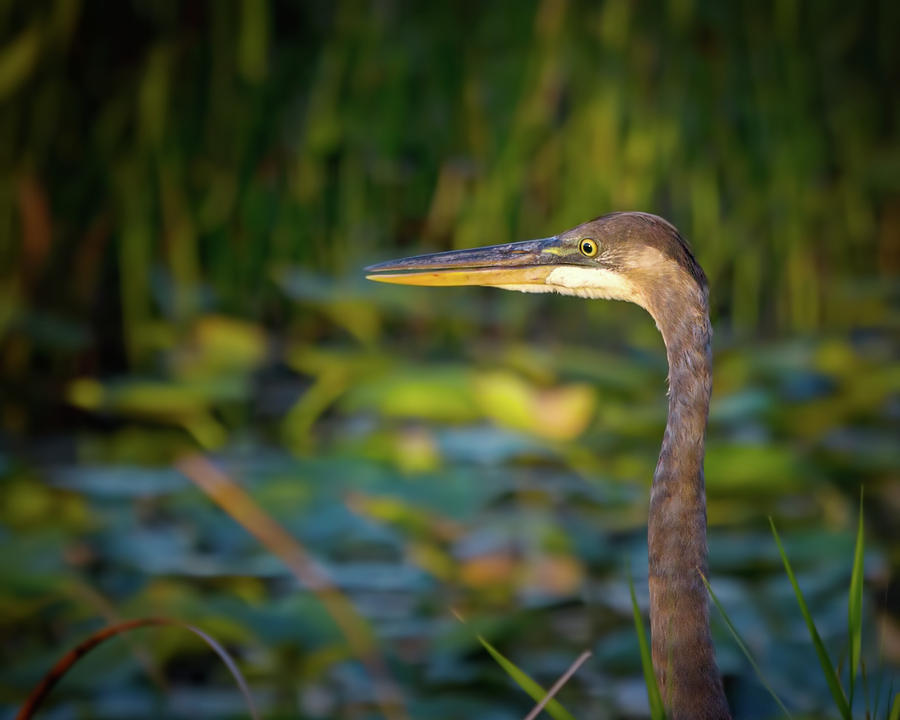Great Blue Heron at Sunset Photograph by Mark Andrew Thomas