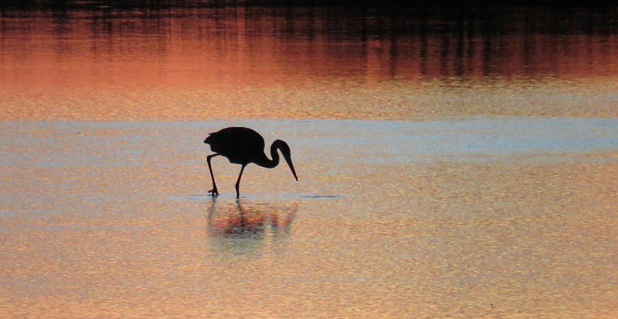 Great Blue Heron at Sunset Photograph by Pat Miller