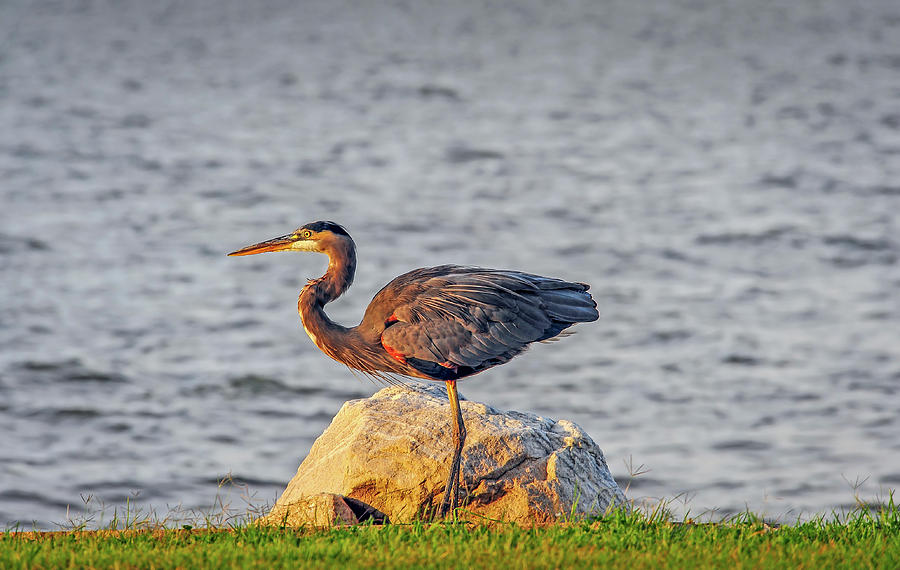 Great Blue Heron at sunset Photograph by Patrick Wolf