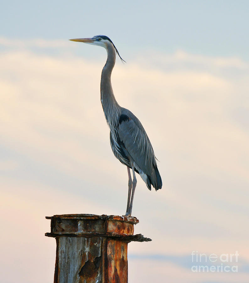 Great Blue Heron at Sunset Photograph by Rose  Hill