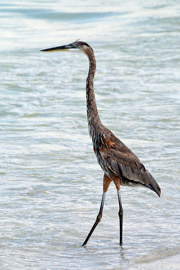 Great Blue Heron At The Beach Photograph by Daniel Caracappa - Fine Art ...