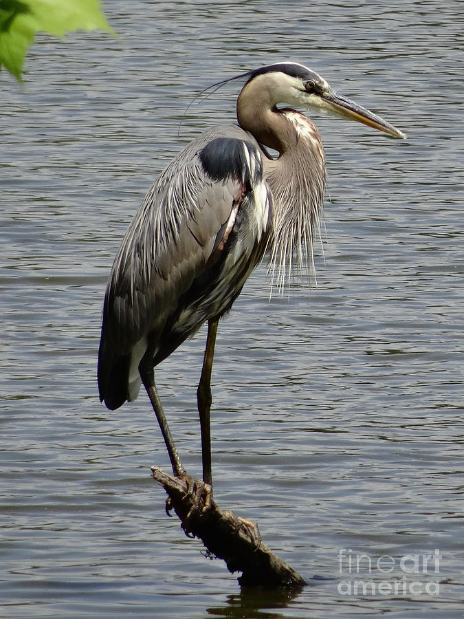 Great Blue Heron at Wash. Crossing Park-002 Photograph by Christopher Plummer
