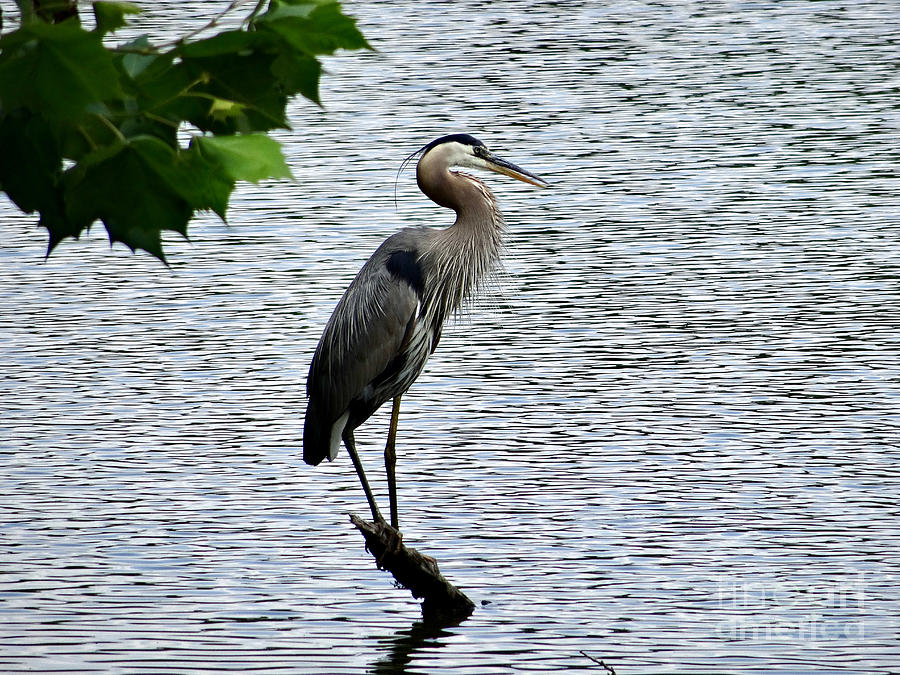 Great Blue Heron at Wash. Crossing Park-006 Photograph by Christopher Plummer