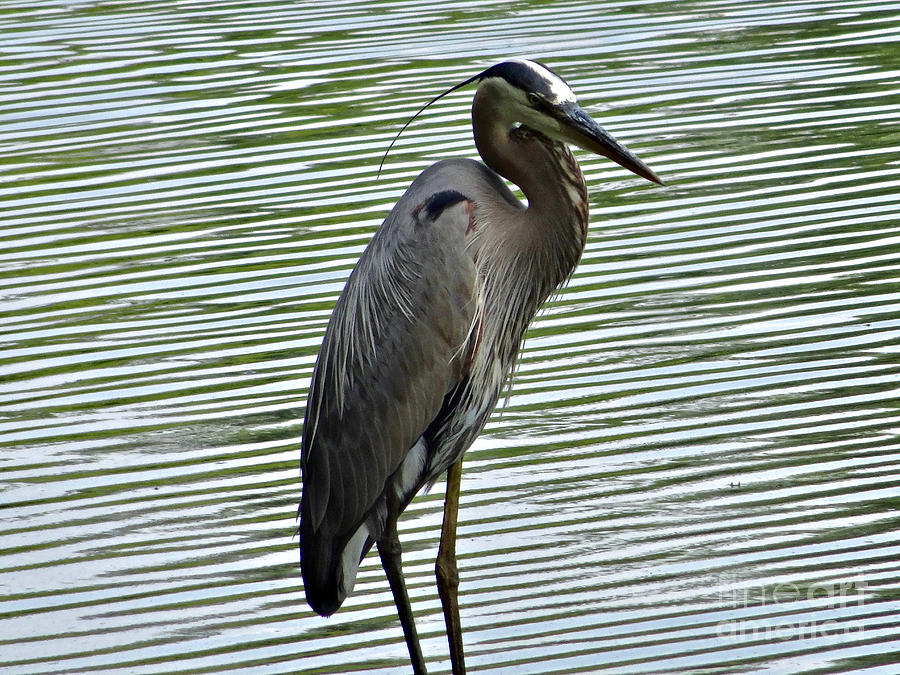 Great Blue Heron at Wash. Crossing Park-021 Photograph by Christopher Plummer