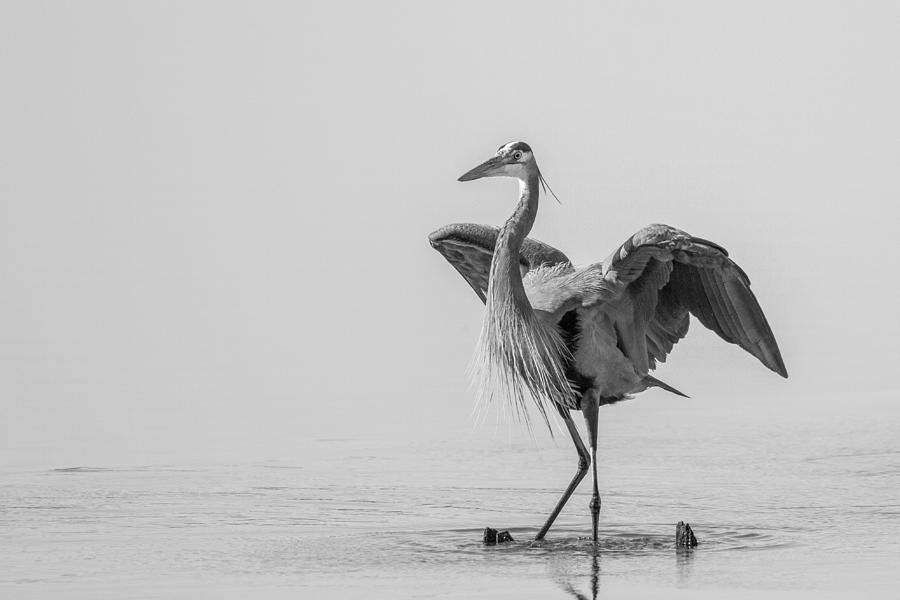 Great Blue Heron B/W Photograph By Chris Hutcheson - Fine Art America