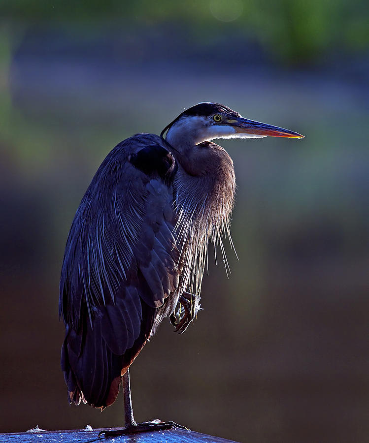 Great Blue Heron Backlit Portrait by Sharon Talson Great Blue Heron Backlit Portrait by Sharon Talson