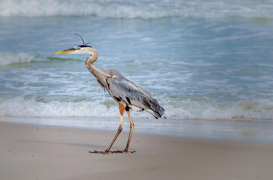 Great Blue Heron Beach Stroll Photograph by Debra Martz