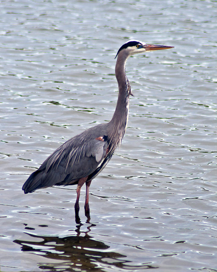 Great Blue Heron Photograph by Bill Barber