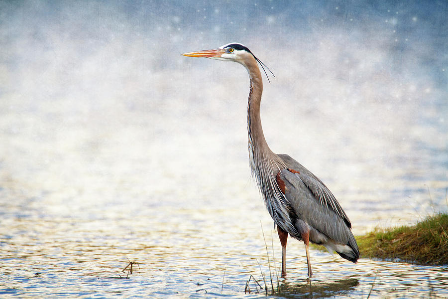 Great Blue Heron Photograph by Bill and Linda Tiepelman