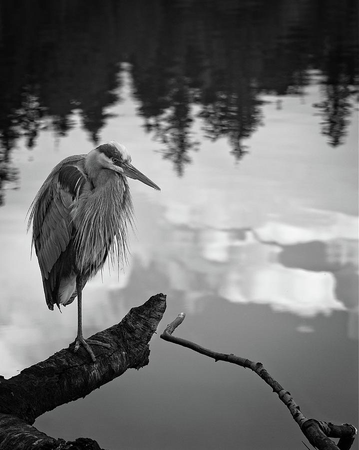 Great Blue Heron Black and White Photograph by Allan Van Gasbeck