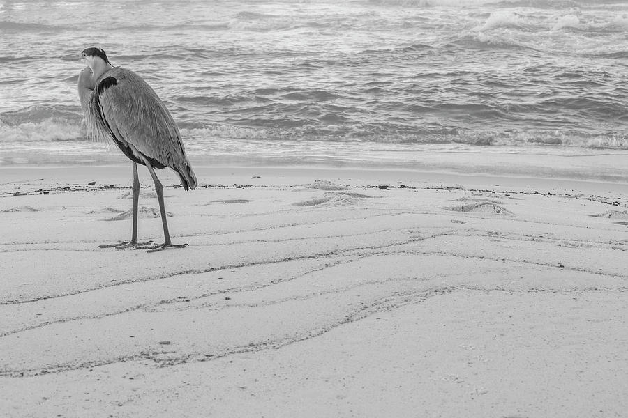 Great Blue Heron Black and White  Photograph by John McGraw