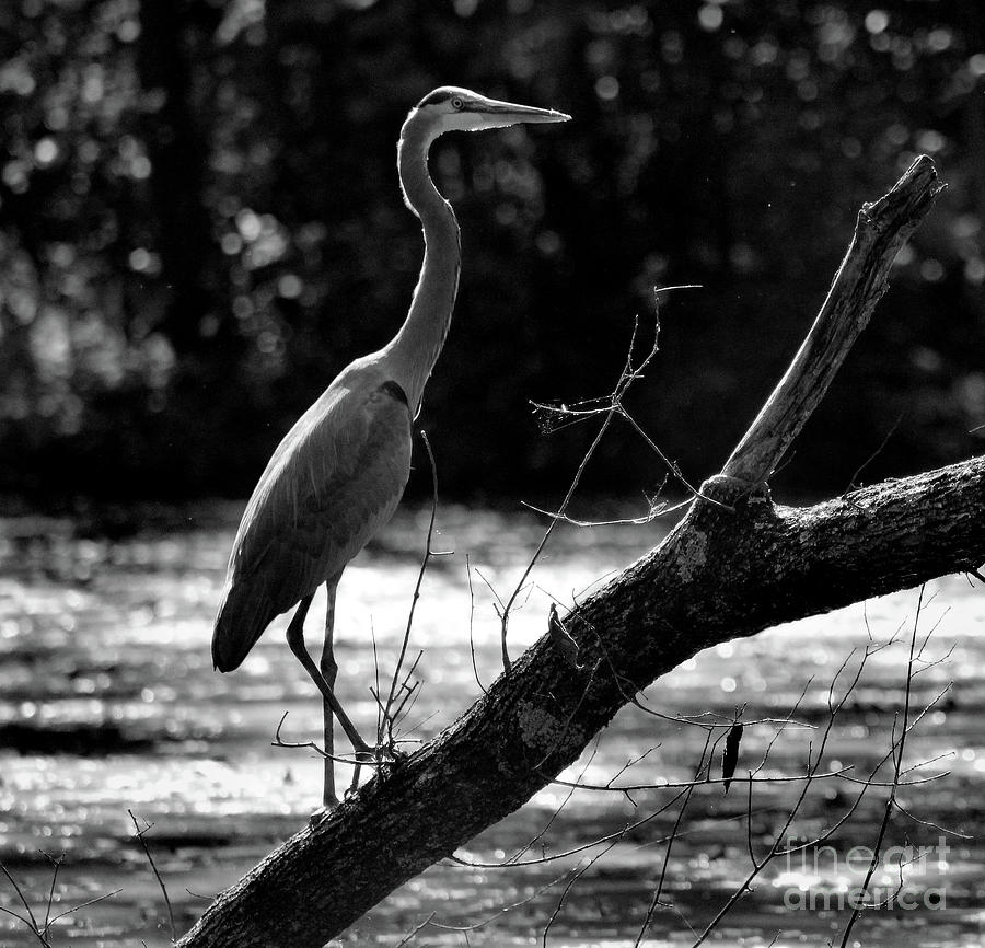 Great Blue Heron Black and White Photograph by Karen Adams