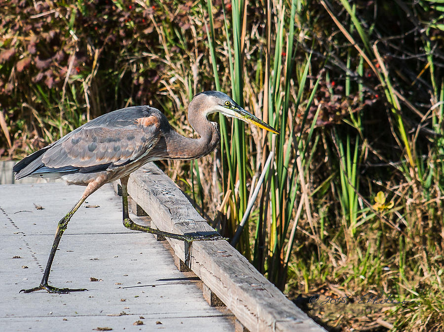 Great Blue Heron Boardwalk Photograph by Ed Peterson