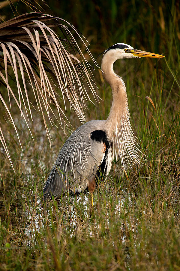 Great Blue Heron Photograph by Brent L Ander