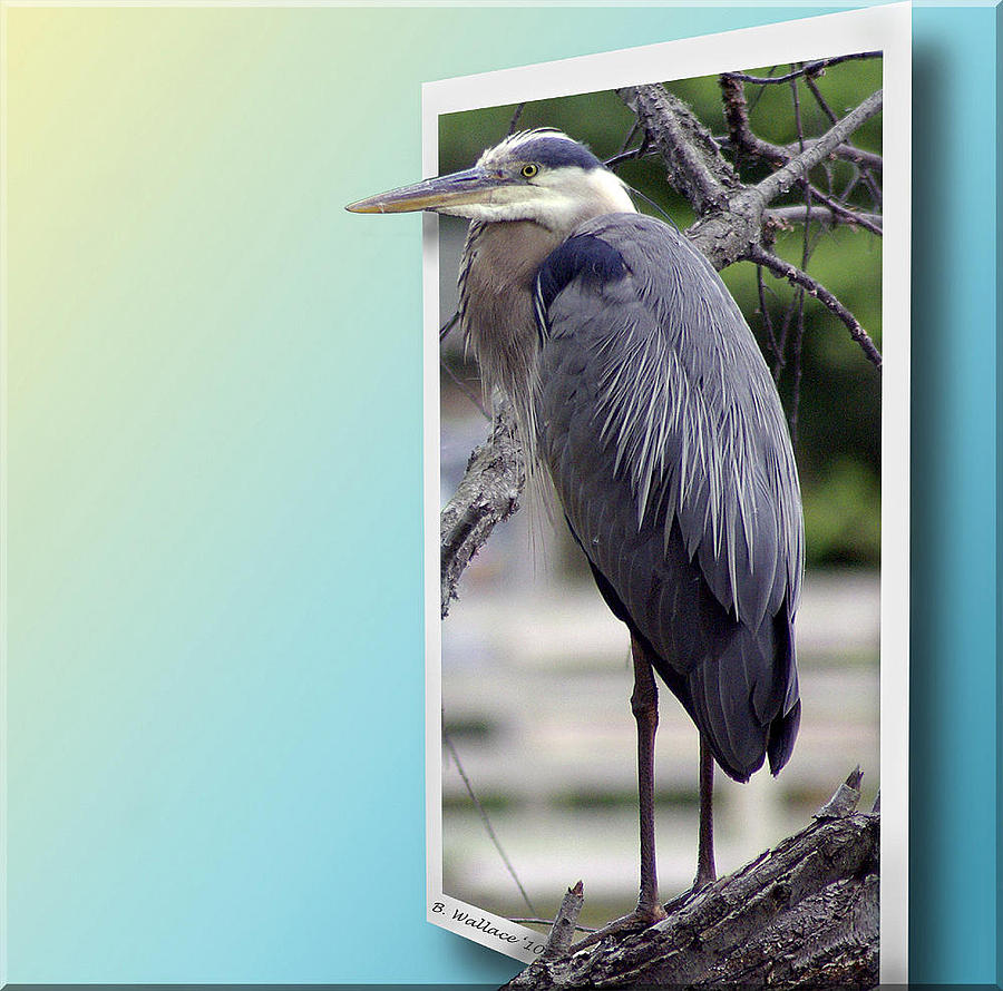 Great Blue Heron Photograph by Brian Wallace