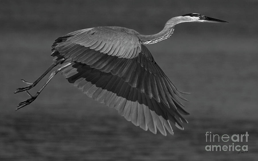Great Blue Heron-BW-Signed Photograph by J L Woody Wooden