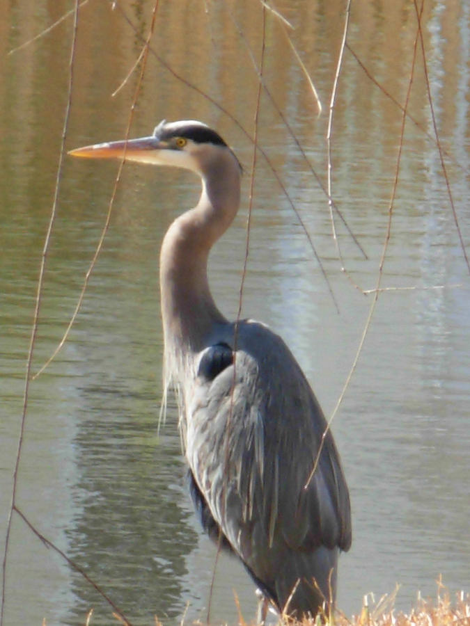 Great Blue Heron by Pond Photograph by Jeanne Juhos