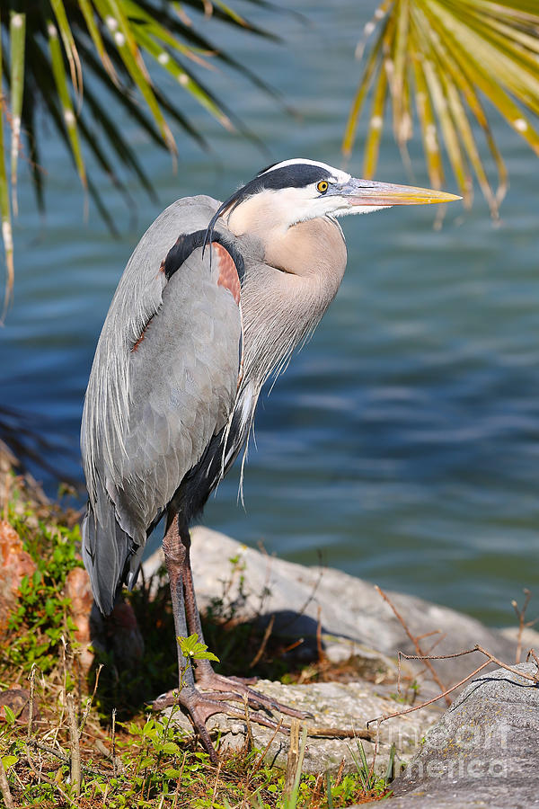 Great Blue Heron by the Lake Photograph by Carol Groenen