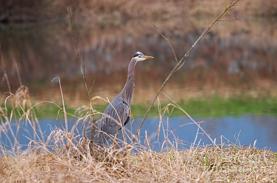 Great Blue Heron by the River Photograph by Sharon Talson