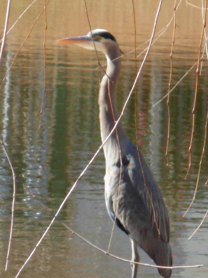 Great Blue Heron by Willow Tree Photograph by Jeanne Juhos