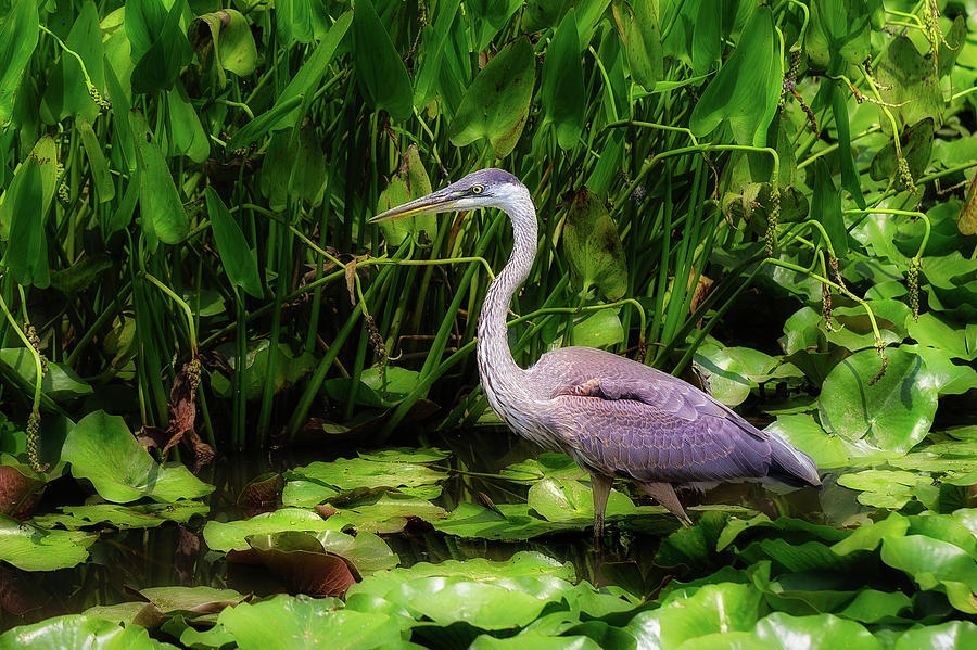 Great Blue Heron Photograph by C  Renee Martin