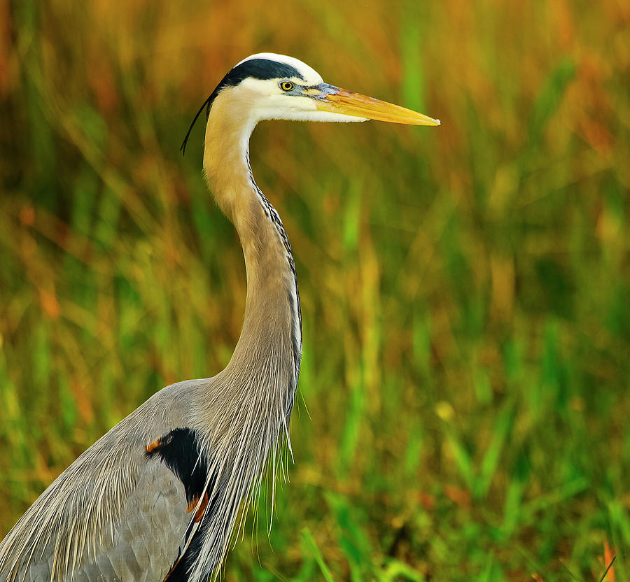 Great Blue Heron Photograph by Carl Shaw | Fine Art America