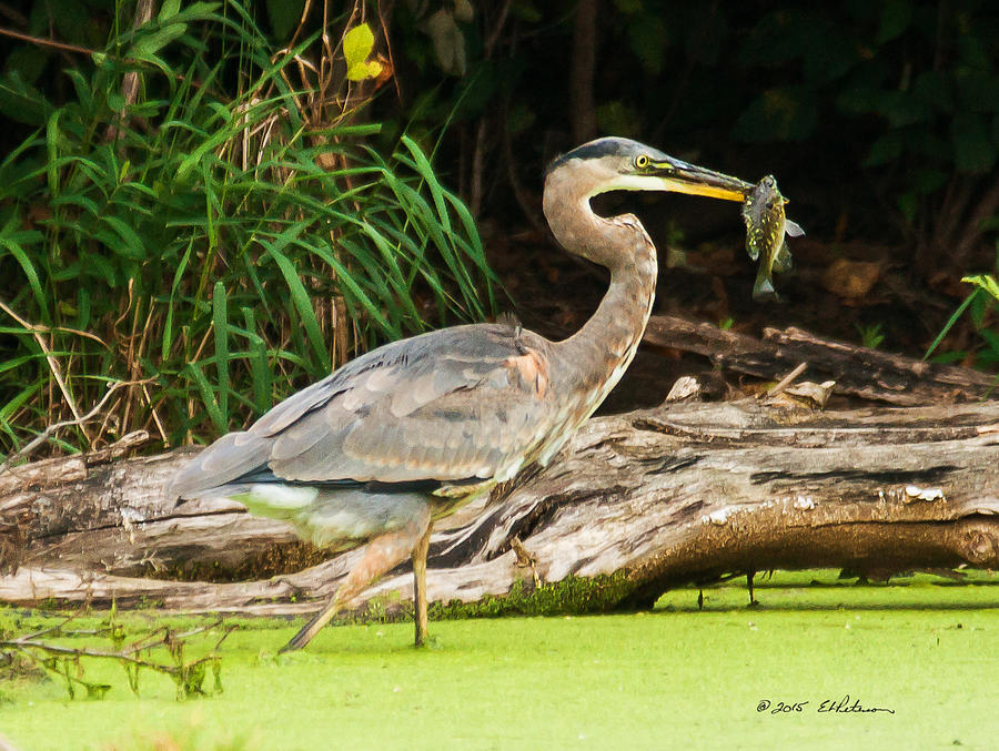 Great Blue Heron Catch Photograph by Ed Peterson