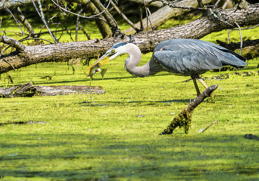 Great Blue Heron Catch Of The Day Photograph by Ed Peterson