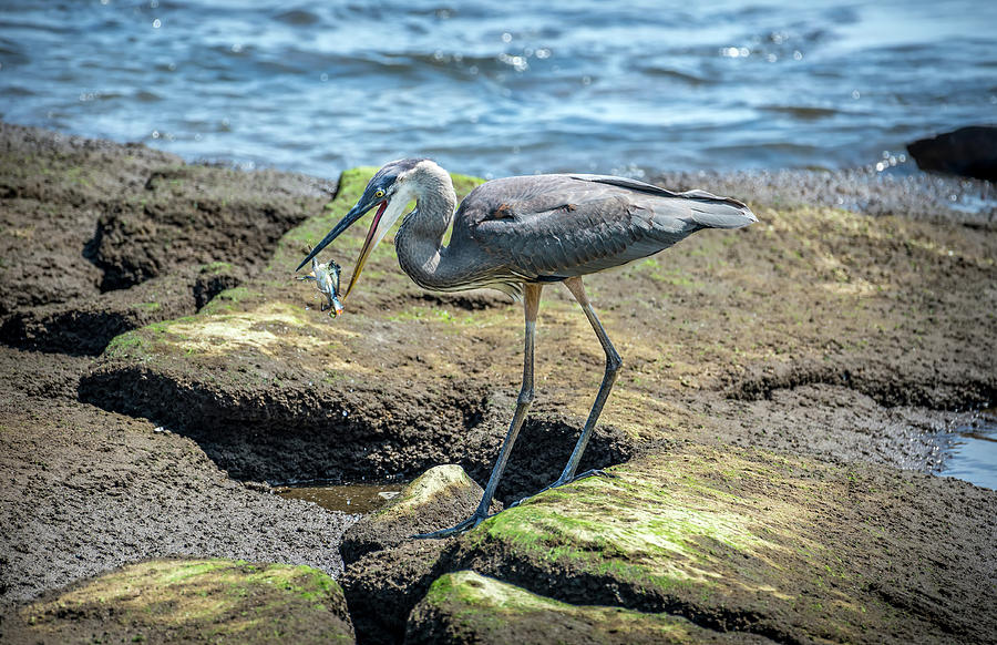 Great Blue Heron Catching a Blue Crab on Chesapeake Bay Photograph by Patrick Wolf
