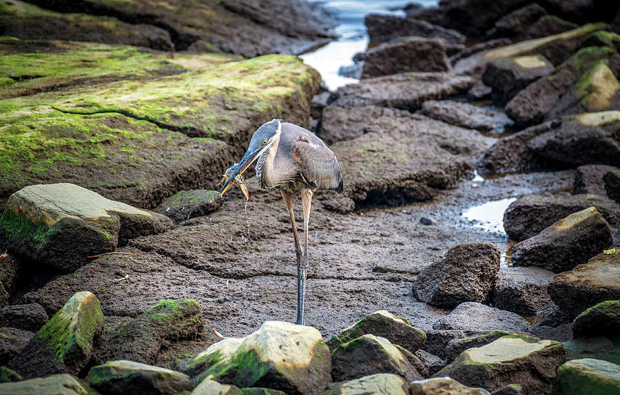 Great Blue Heron Catching a Maryland Blue Crab Photograph by Patrick Wolf