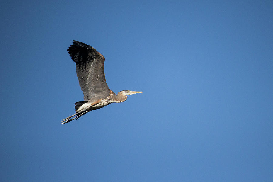 Great Blue Heron Photograph