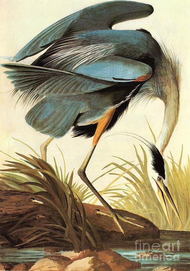 Great Blue Heron Painting by Celestial Images