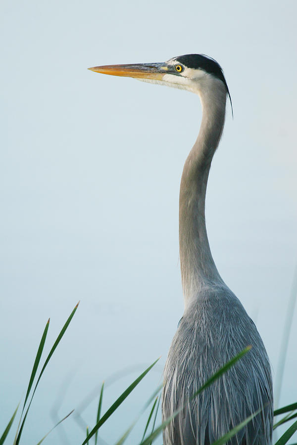 Office Space Photograph - Great Blue Heron by Chad Myers
