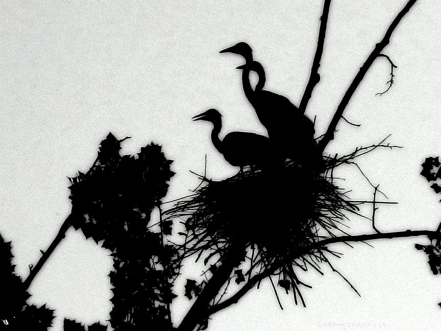 Great Blue Heron Chicks Silhouette Photograph by Kathy Barney