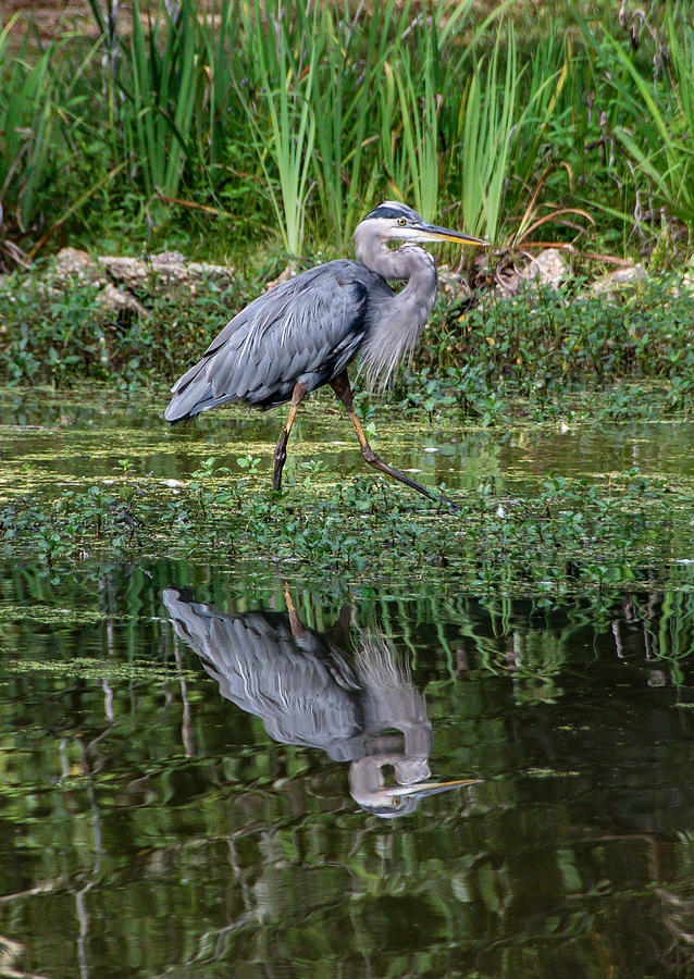 Great Blue Heron chilling out in the Lake Photograph by Alicia BRYANT ...