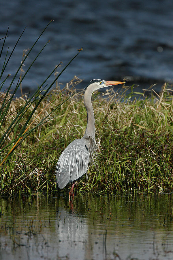 Great Blue Heron Photograph by Cindi Ressler