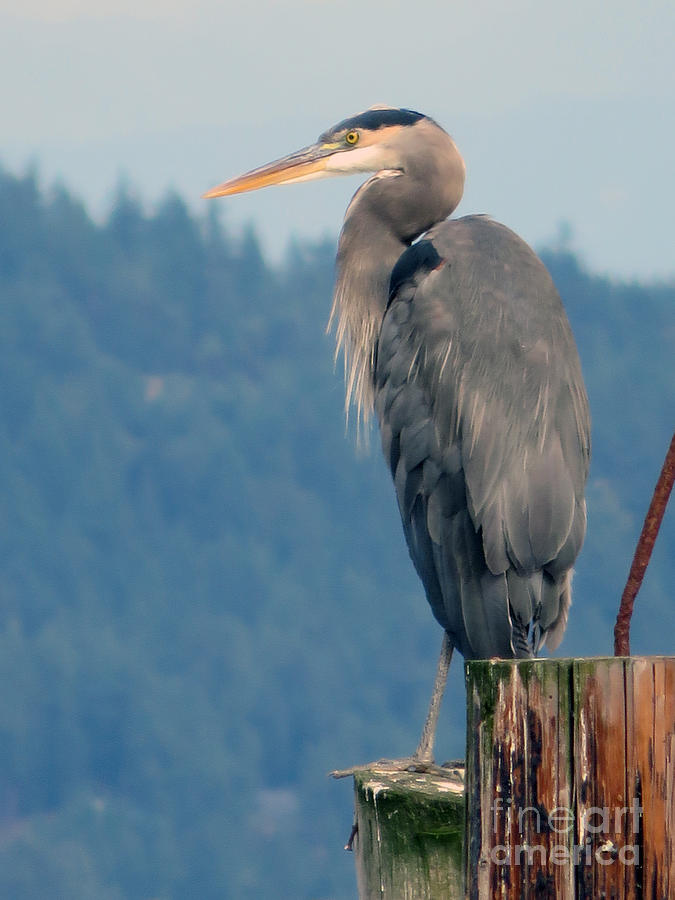 Great Blue Heron Photograph by Cindy Murphy - NightVisions