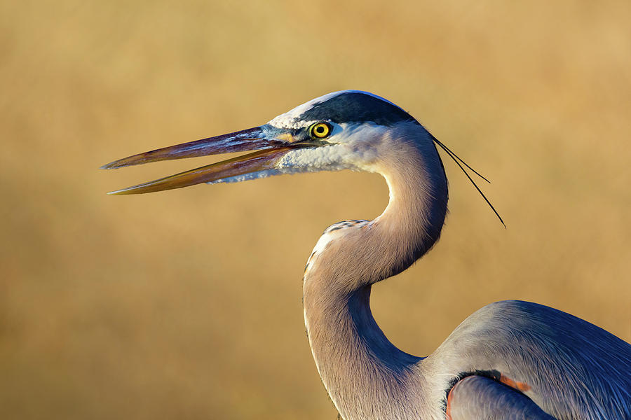 Great Blue Heron Close Up Photograph by Brian Knott Photography - Fine ...