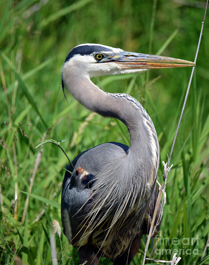 Great Blue Heron Close-up Photograph by Denise Bruchman