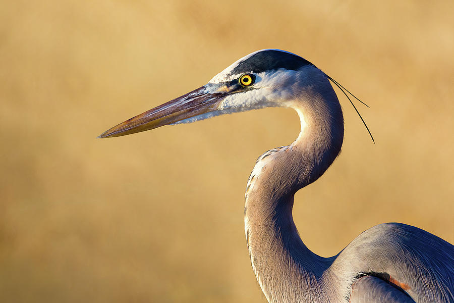 Wildlife Photograph - Great Blue Heron Close Up II by Brian Knott Photography