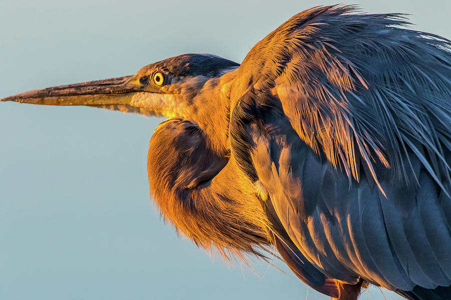 Great Blue Heron Close Up Photograph by Marc Crumpler