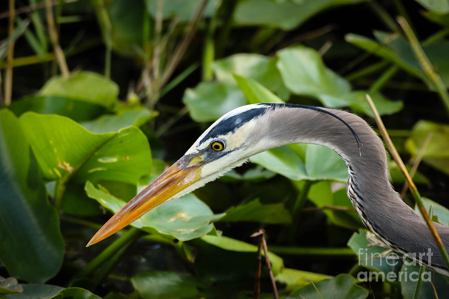Great Blue Heron Closeup Photograph by George Kenhan