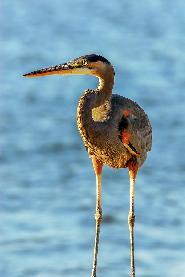 Great Blue Heron Closeup Photograph by Patrick Wolf